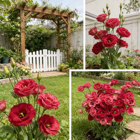 1000 Lisianthus Samen Rot Klassisch – Eustoma Grandiflorum, Gefüllte Blüten für Beete, Rabatten und Schnittblumen (1/5)