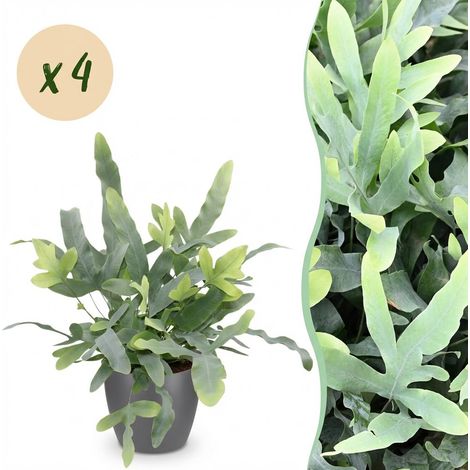 Lot de 4 Plantes d'Intérieur Phlebodium aureum Blue Star Fougère Bleue avec Pot Gris 12 cm H25 cm - PANGIVO (1/5)