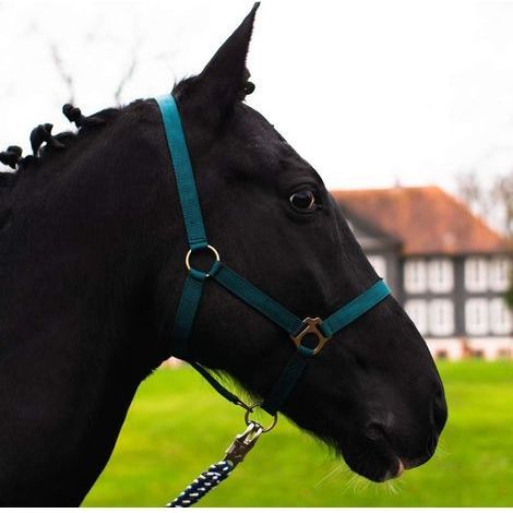 1 Licol Cheval Nylon Réglable Muserolle Cou Écurie Pâture Vert Foncé Mini Shetty (1/4)