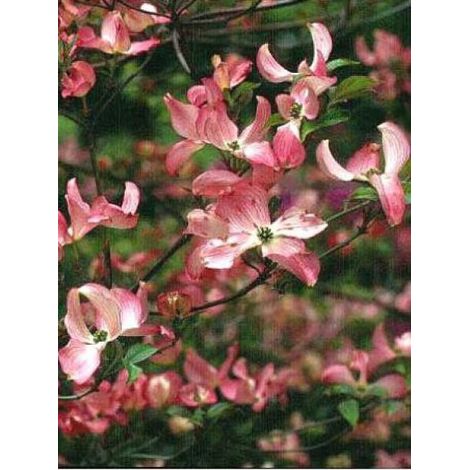 Cornouiller à grandes fleurs 'Rubra' Pot de 6L/7L (1/5)