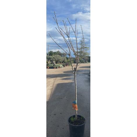 PIANTA DI CAKO CACO MELA  IN MASTELLO DI 6 ANNI  (FOTO REALE) H.160/180CM