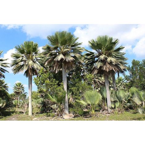 Copernicia gigas H 3,5 m pot 70 – Palmier tropical géant en éventail