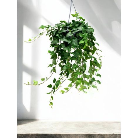 Gardenaria Edera - Hedera helix 'Mein Herz' - Pianta da interno ornamentale - Altezza: 50 cm (vaso 19) (1/5)