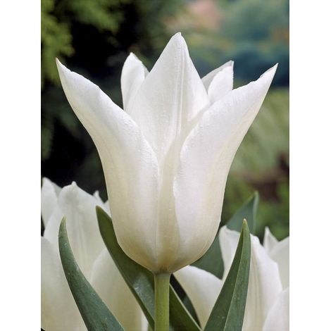 Tulipe à fleur de lis 'White Triumphator' Bulbe calibre 11+ (par 6) (1/2)
