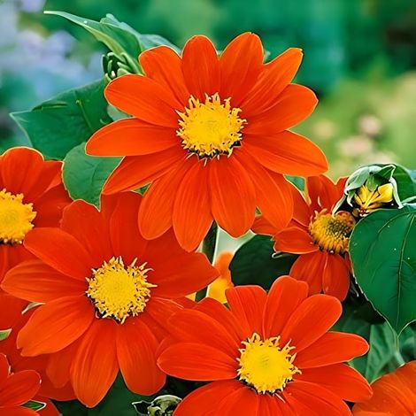 2000 Mexican Sunflower Seeds, Tithonia Rotundifolia Seeds, Annual Flower Seeds for Garden Planting