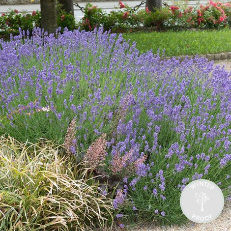 Bloomique - Lavandula Angustifolia 'Hidcote' – Lavande vraie – Plantes de lavande – Rustique – Hauteur 10-20 cm – Pot 9x9 cm