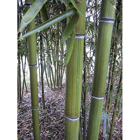 Phyllostachys iridescens Pot de 4L/5L