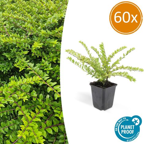 Lot de 60 Lonicera nitida Maigrün Chèvrefeuille Arbustif Haie et Couvre-sol 10-25 cm Pot Ø 9 cm - PANGIVO (1/5)