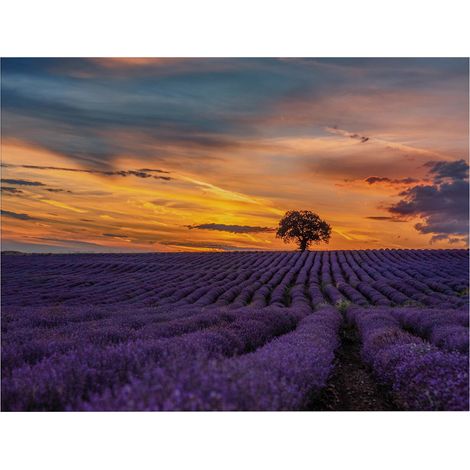 Art for the Home Outdoor Leinwandbild Garten Wanddeko - Lavendel & Sonnenuntergang - 50x70cm (1/5)