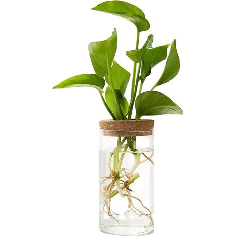 Jardinero de sobremesa para plantas hidropónicas, diseño elegante, funcionamiento sin electricidad, 6,5 x 12 cm, 2 unidades. (1/2)