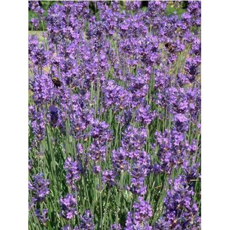 Lavande vraie 'Munstead' Godet de 8/9 cm