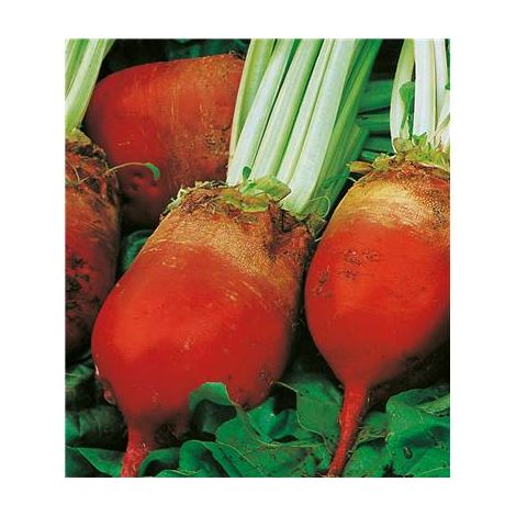 BETTERAVE ROUGE D'ECKENDORF - 250 G - Graines