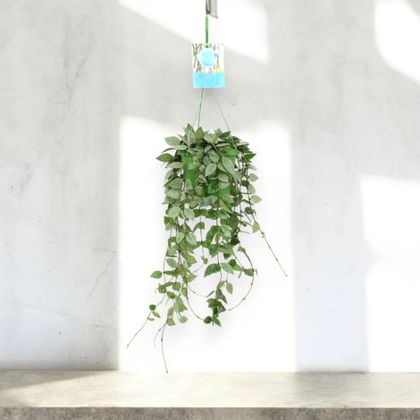Gardenaria Hoya krohniana 'Eskimo' - Pianta da interno ornamentale - Altezza: 15 cm (vaso 12) (1/5)