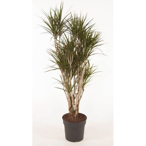 Dragonnier Dracaena Marginata Ramifié Plante d'Intérieur Verte Hauteur 160 cm - PANGIVO