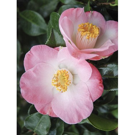 Camélia du Japon 'Sunny Side ' Pot de 4L/5L