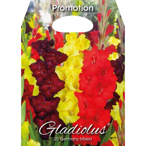 Gladioli Germany Mixed (CONFEZIONE DA 25 BULBI)
