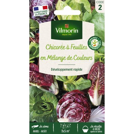 Chicorée à Feuilles en mélange Vilmorin (1/2)