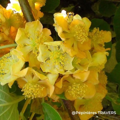 Kiwi 'Tomuri' mâle (Actinidia chinensis var. deliciosa 'Tomuri')