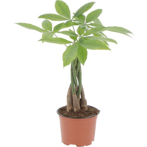Pachira Acquatica - H 25/35 cm Vaso Ø 12 cm (1/4)