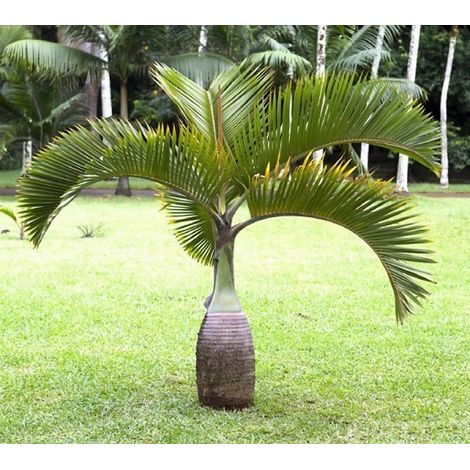 Hyophorbe lagenicaulis (Palmier bouteille) h 1,8 m pot 45 cm