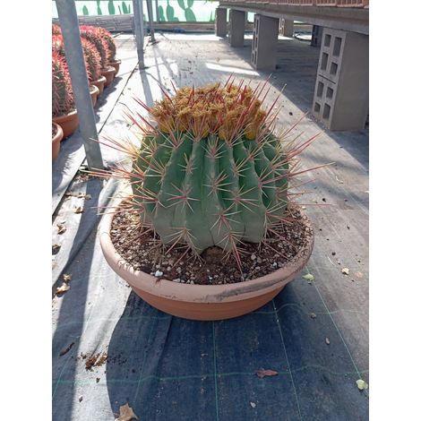 Cactus Tonneau Ferocactus Rectispinus Coupe 50 cm Cactée Globuleuse