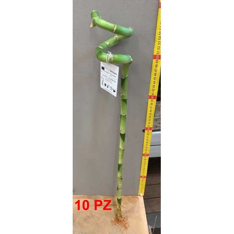 OFFERTA 10 LUCKY BAMBOO SPIRALE 60CM (BAMBÙ DELLA FORTUNA)