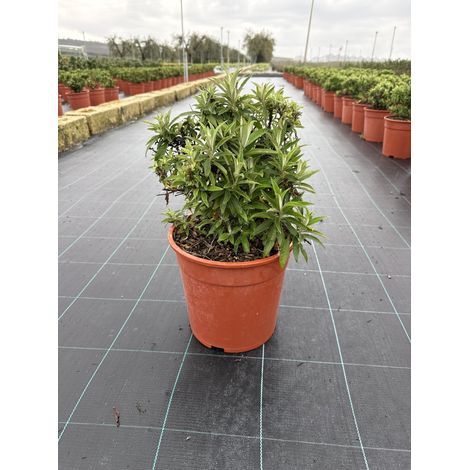 BUDDLEJA DAVIDII BUTTERFLY CANDY LITTLE TOUFFE 24 LILA SWEETHEART