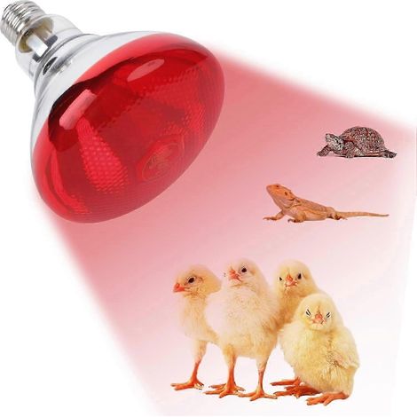 Lampe chauffante infrarouge E27 pour poules, 220 V, 100-275 W, ampoule chauffante rouge pour poulailler, élevage de poussins et reptiles. (1/5)