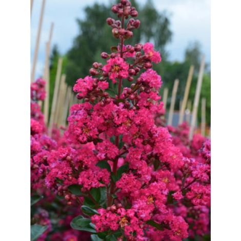 Lilas des Indes 'Fuchsia d'été' – Arbuste caduc 350cm – Fleur rose foncé – Exposition soleil – Pot de 4L/5L