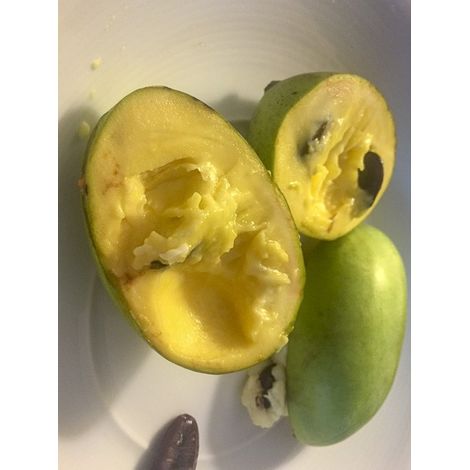 Asiminier, Pawpaw 'Allegheny' Pot de 3L/4L (1/3)