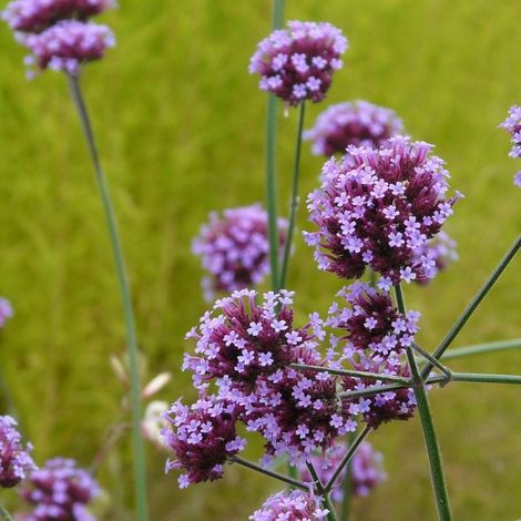 Verveine de Buenos-Aires Blue Violet/Pot de 3L - 20/40 cm