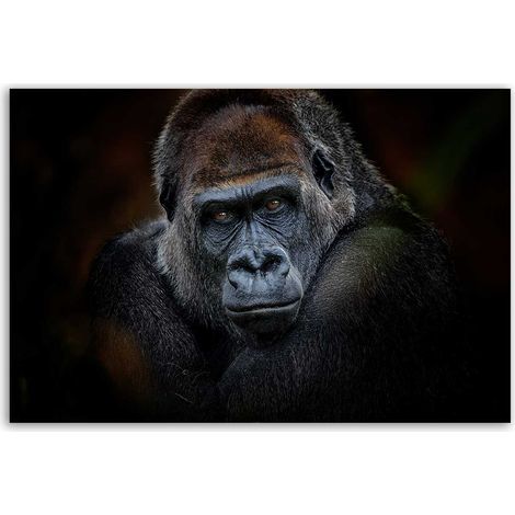 Tableau portrait gorille au regard intense fond sombre (1/5)