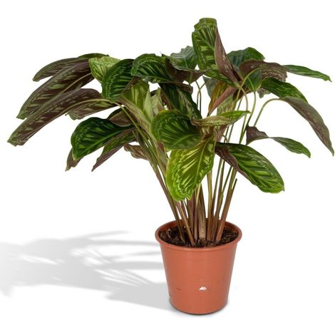 Calathea Flamestar Plante d’Intérieur Feuillage Réactif Vert Pot 19 cm Hauteur 75 cm - PANGIVO (1/5)