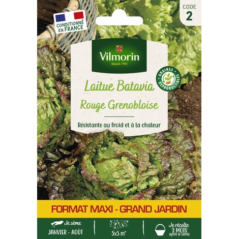 Laitue Batavia Rouge Grenobloise - Grand Modèle Vilmorin (1/2)