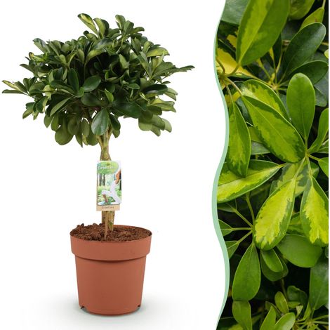 Schefflera Gold Capelle Arbre à doigts Plante d'intérieur Vert et Or Pot 21 cm Hauteur 70-81 cm - PANGIVO (1/5)