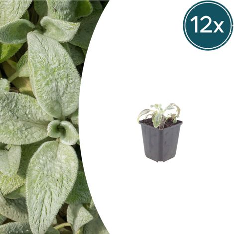 Lot de 12 Stachys byzantina Silver Carpet Couvre-sol Vivace Feuillage Argenté Pot Ø9cm - PANGIVO (1/5)