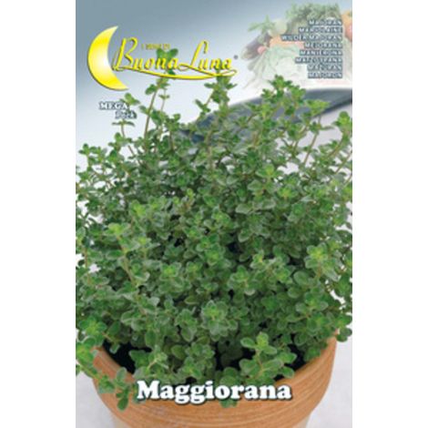 10PZ SEMI ORTO MAGGIORANA (1/2)