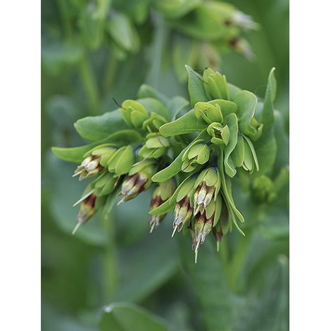 Cerinthe glabre Godet de 8/9 cm (1/2)