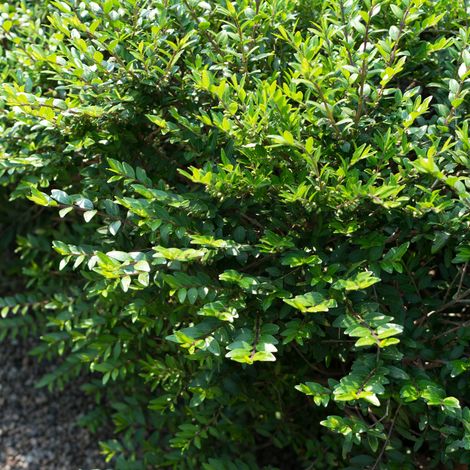Chèvrefeuille à cupule - Lonicera pileata 30cm en pot (1/4)