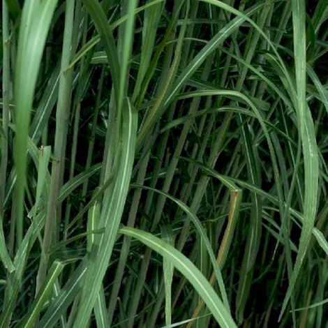4 x Miscanthus géant 'Giganteus' - godet 9x9 cm