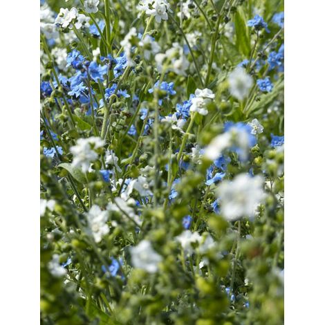 Myosotis chinois 'Chill Out ' le sachet de 200 graines (1g) (1/2)