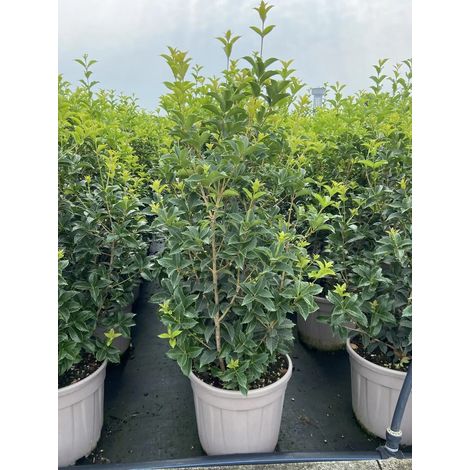 Gardenaria Osmanthus aquifolium - Arbusto ornamentale da giardino - Altezza: 50/70 cm (vaso19)