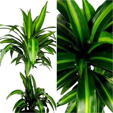 Planta Natural de Palmera Dracena Hawaii Sunshine. 100 Cm
