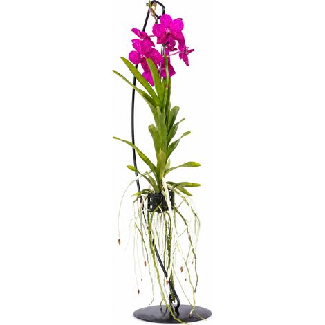 Gardenaria Vanda con supporto - Pianta da interno ornamentale - Altezza: 70 cm (vaso 15) (1/5)