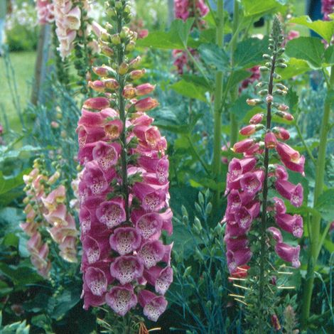 Digitale 'Summer King' Godet de 8/9 cm (1/2)
