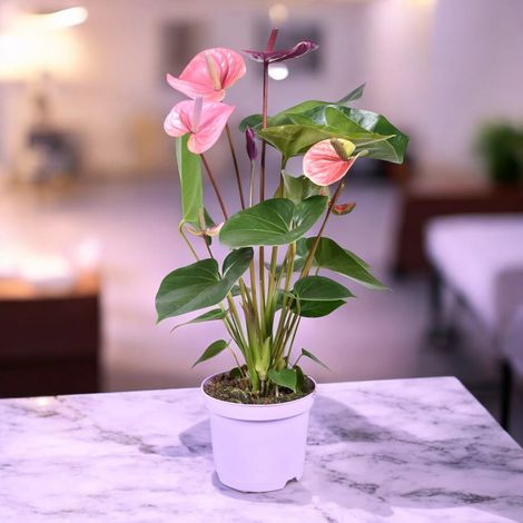 Gardenaria Anthurium andreanum 'Cavalli' - Pianta da interno ornamentale - Altezza: 50 cm (vaso 14)