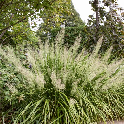 Herbe aux diamants - Calamagrostis brachytricha godet 9cm