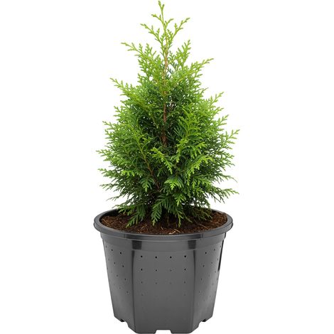 Garronda Pflanztopf quadratisch Kunststoff Ø25 x 20 cm (7,5L) mit Drainagelöchern Blumentopf Pflanzgefäß für Garten Gewächshaus Balkon Anzucht Innen Außenbereich Schwarz GD-0205