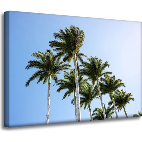 Leinwanddruck Natur Palmen 70x50 cm