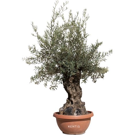 Ulivo Bonsai vero altezza 200 cm circa - Olivo Olea europea Bonsai circonferenza tronco 60-100 cm circa - Pianta da esterno perfetta per Giardini - Pianta Ornamentale - Albero Olivo